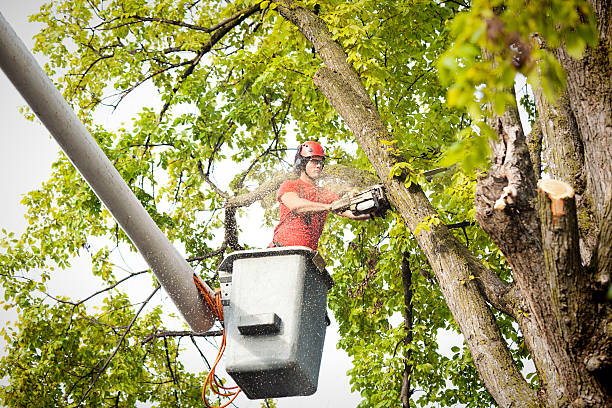 Tree Root Removal